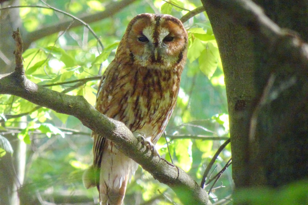 Tawny Owl - ML55582391