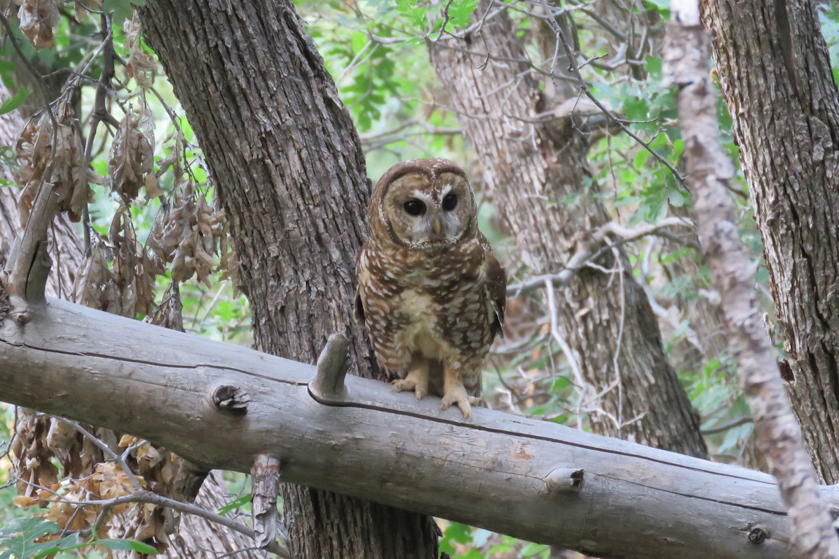 Spotted Owl (Mexican) - ML555824801