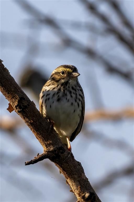 Savannah Sparrow - ML555828511