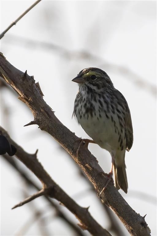 Savannah Sparrow - ML555828591