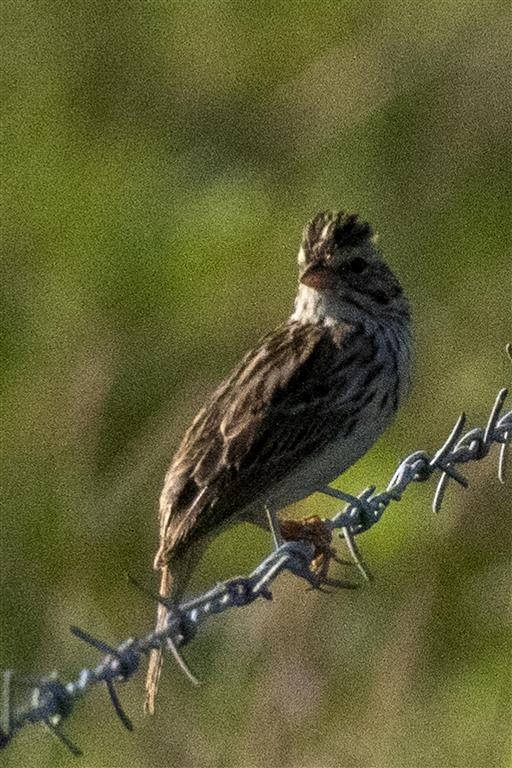 Savannah Sparrow - ML555828651