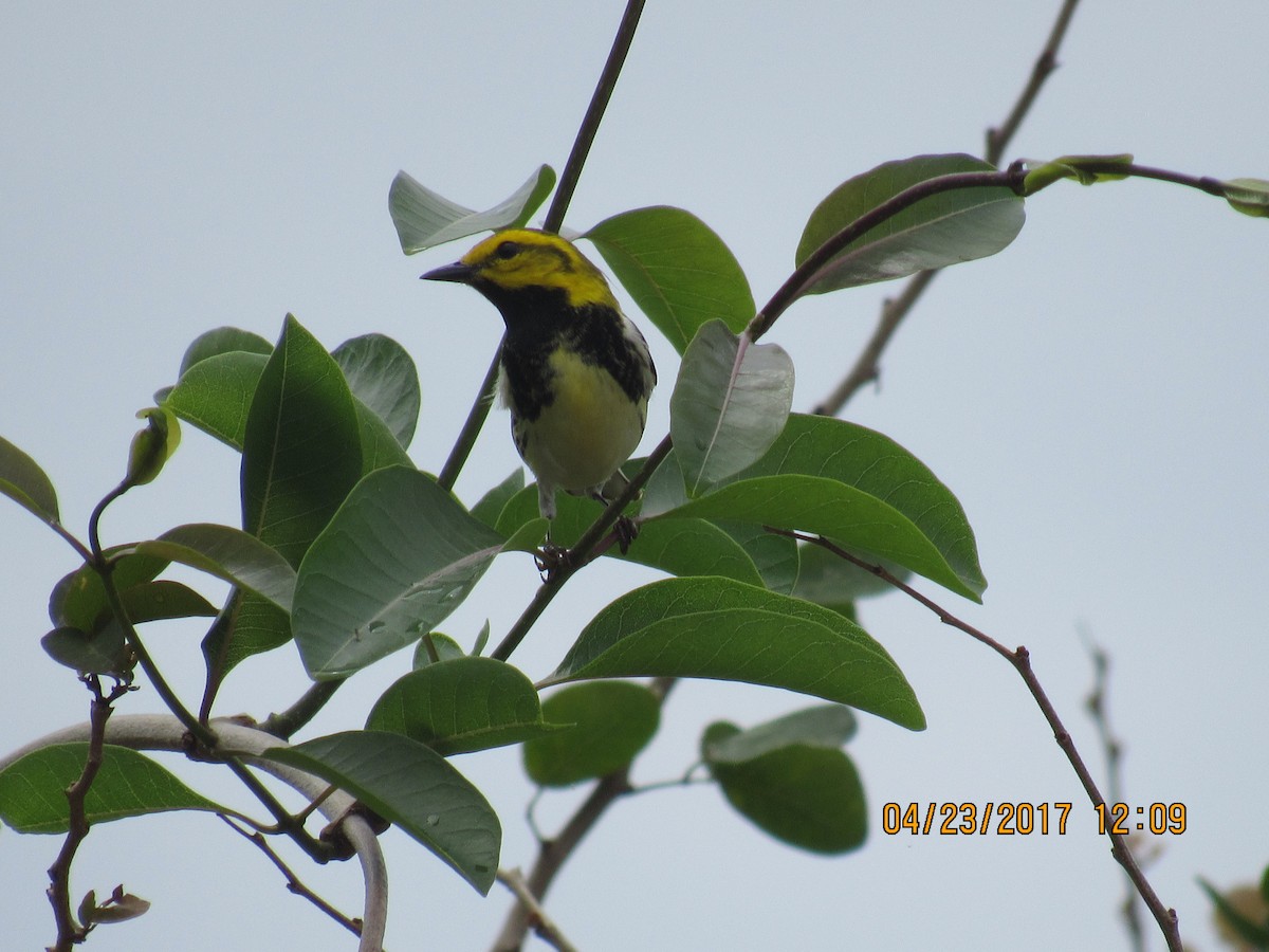 Black-throated Green Warbler - Vivian F. Moultrie