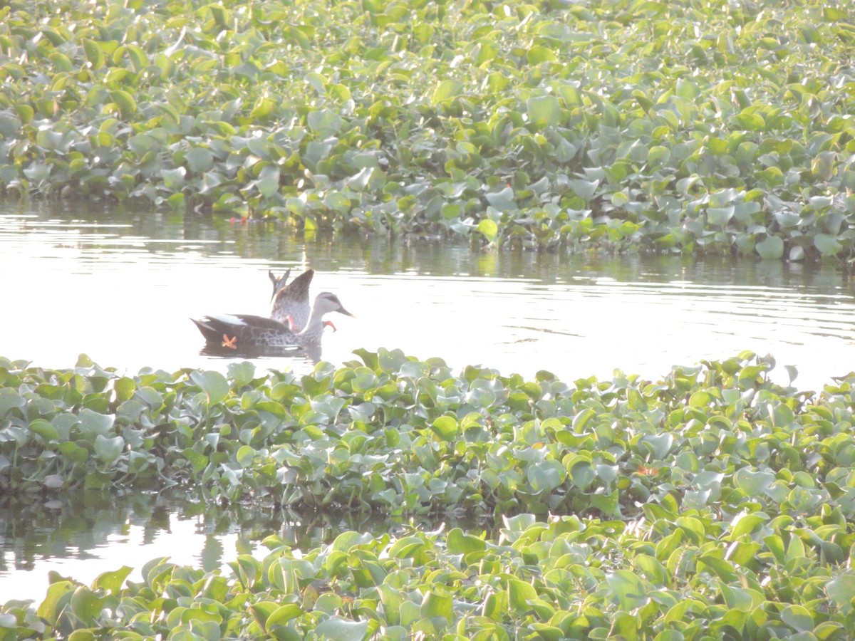 Indian Spot-billed Duck - ML555830171