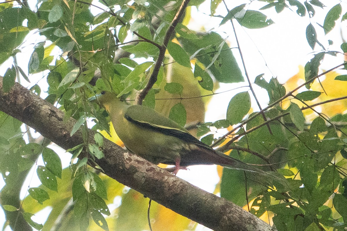 Pin-tailed Green-Pigeon - ML555835841