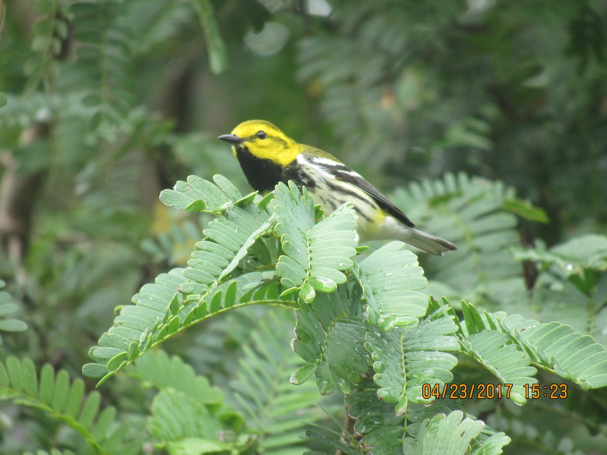 Black-throated Green Warbler - Vivian F. Moultrie