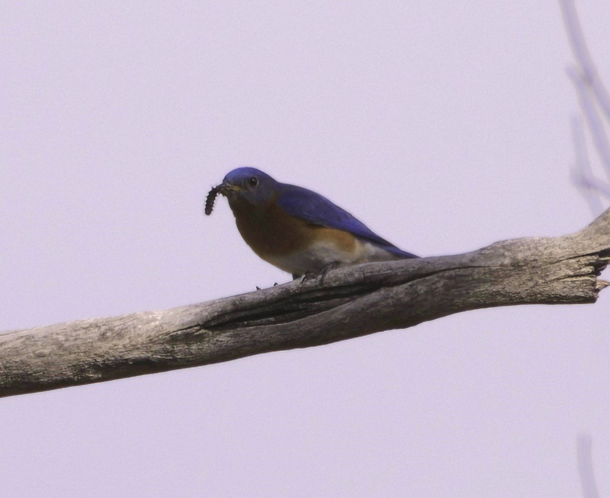 Eastern Bluebird - Sue Riffe