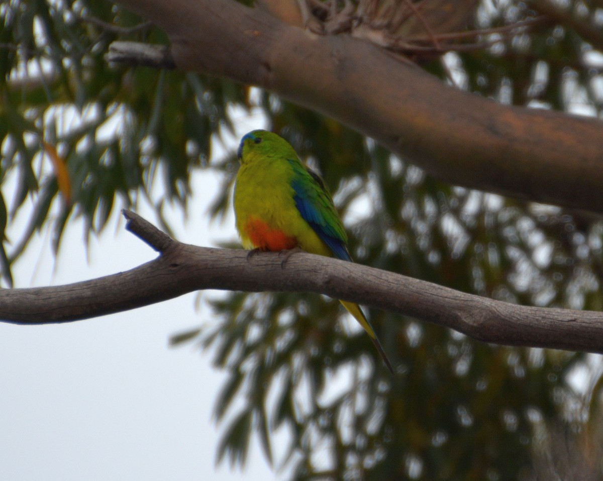 Orange-bellied Parrot - Chris Burwell