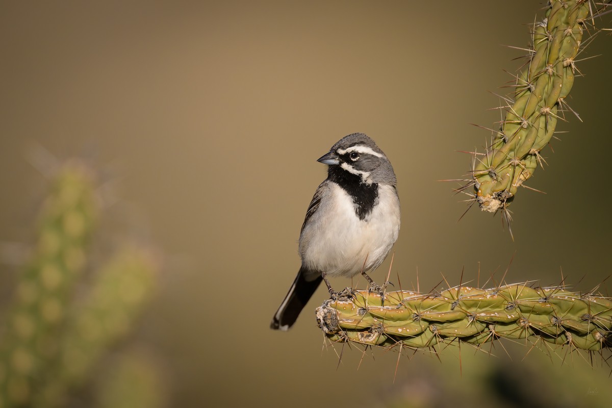 Black-throated Sparrow - Daniel Grossi