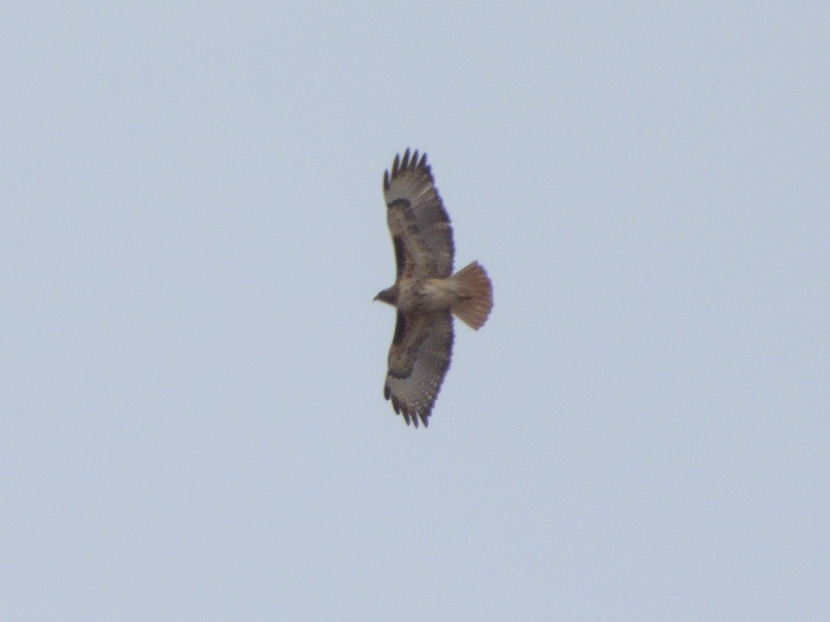 Red-tailed Hawk - ML555842431