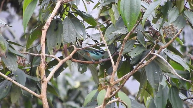 Blue-browed Tanager - ML555847931