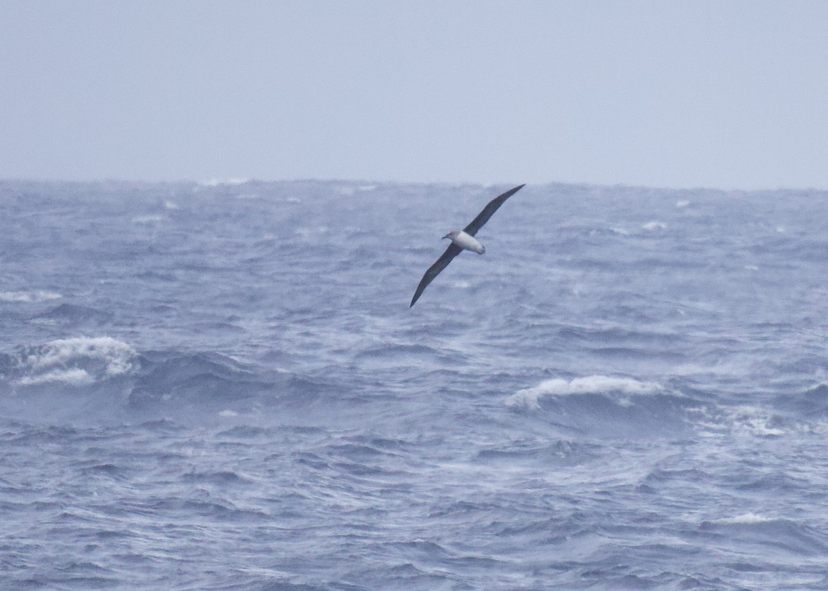 albatros šedohlavý - ML555853151