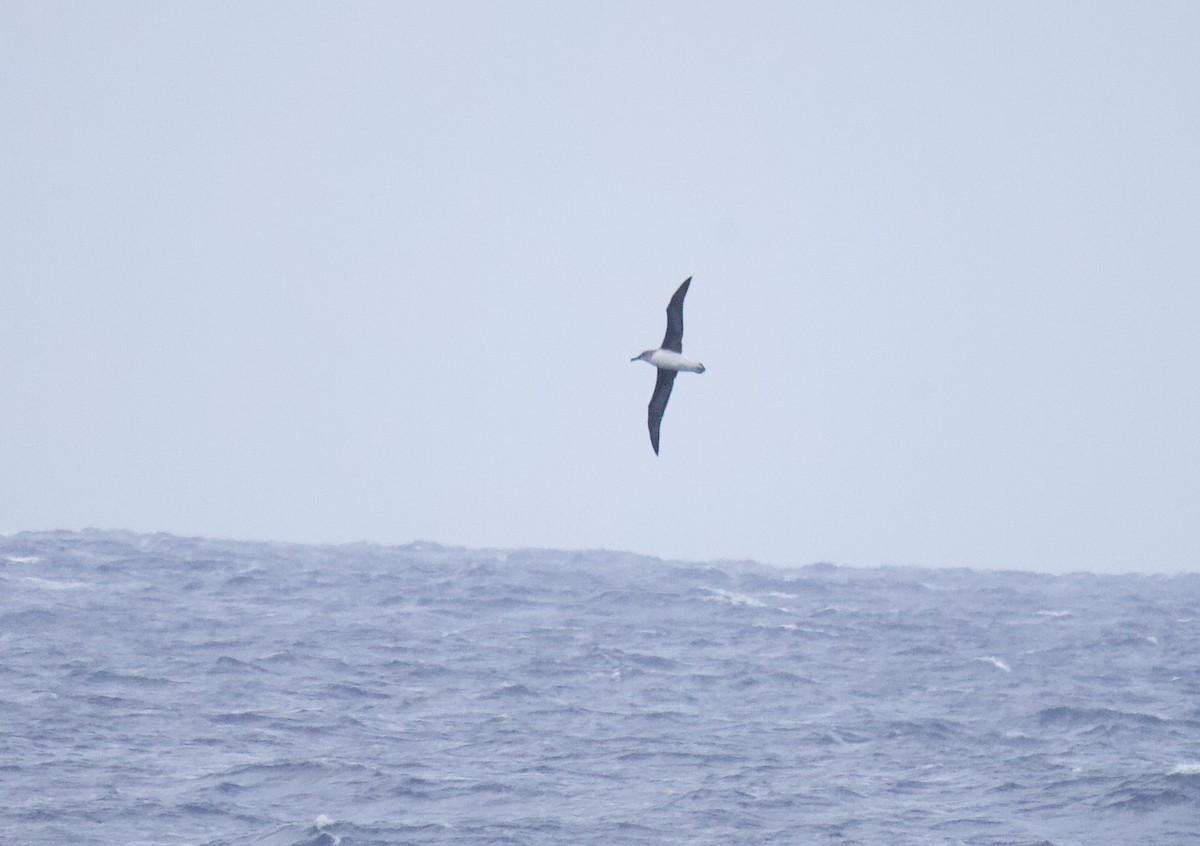 albatros šedohlavý - ML555853161