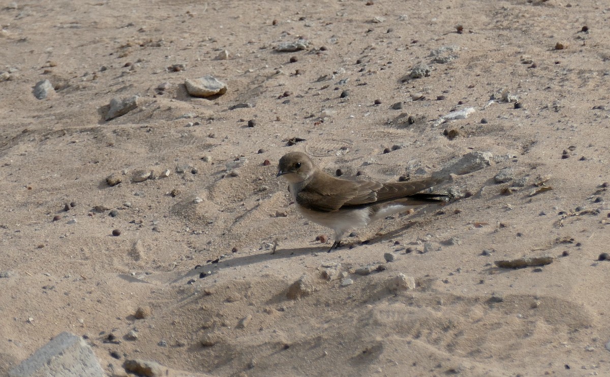 Northern Rough-winged Swallow - ML555856601