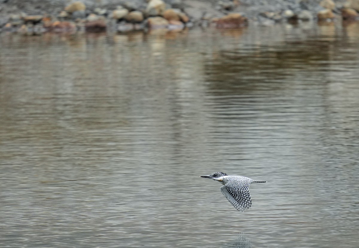 Crested Kingfisher - ML555857281
