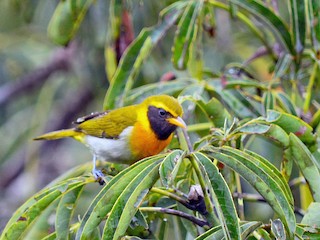 Guira Tanager - eBird
