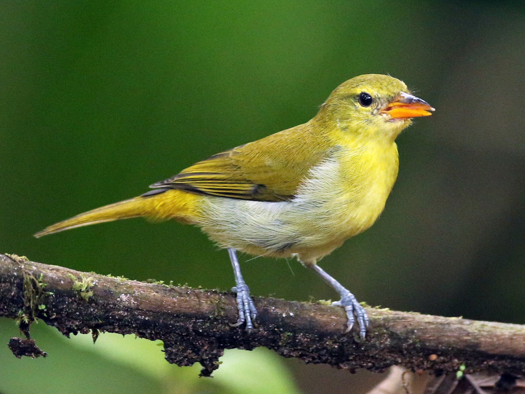 Guira Tanager - Anonymous