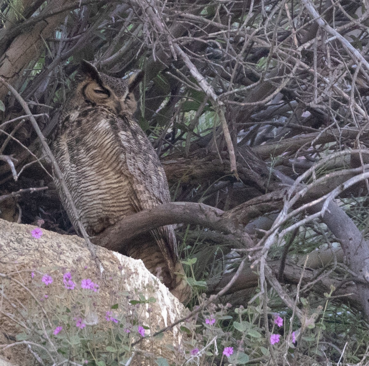 Great Horned Owl - ML555862101