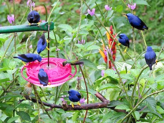 ムラサキミツドリ - eBird