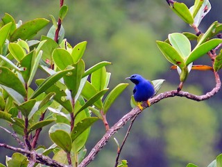 ムラサキミツドリ - eBird