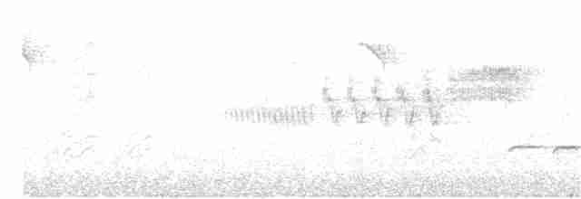 Cerulean Warbler - ML55586831