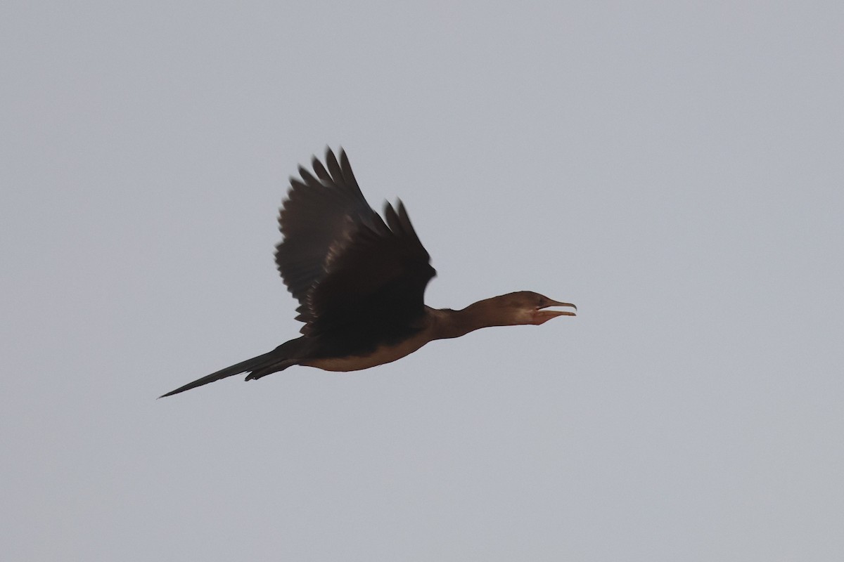 Long-tailed Cormorant - ML555869561