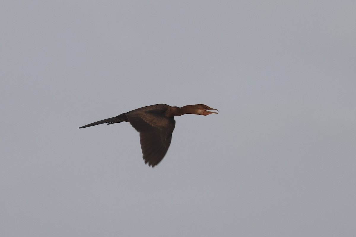 Long-tailed Cormorant - ML555869581