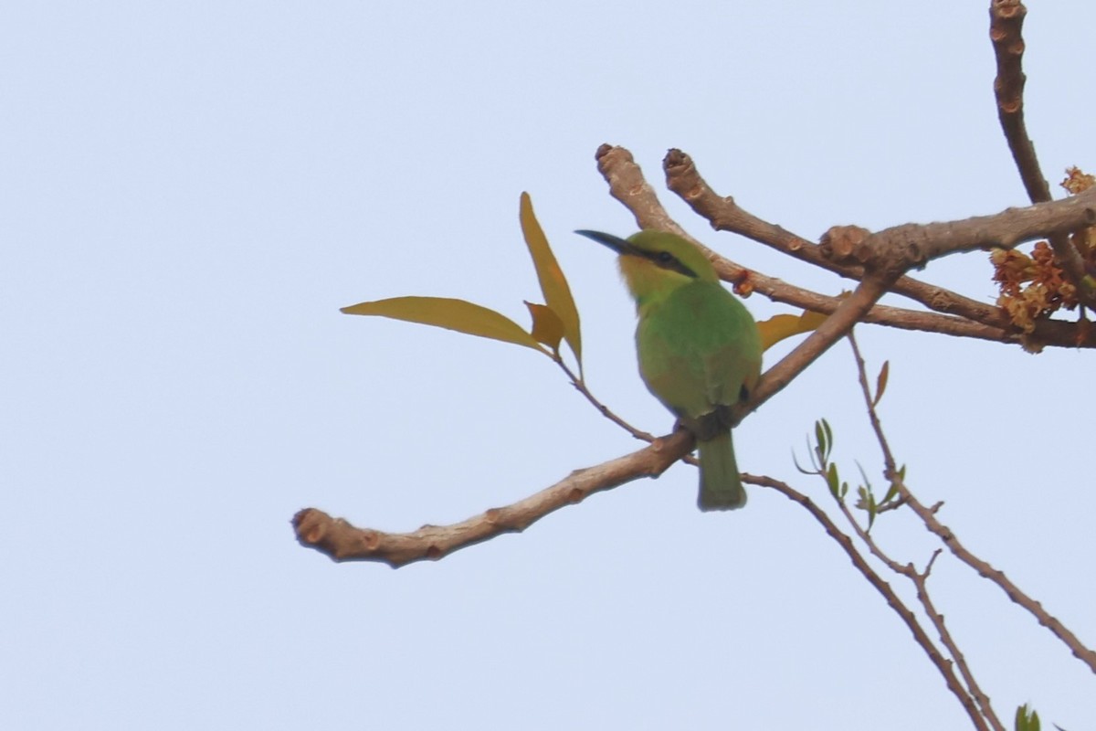 African Green Bee-eater - ML555869681