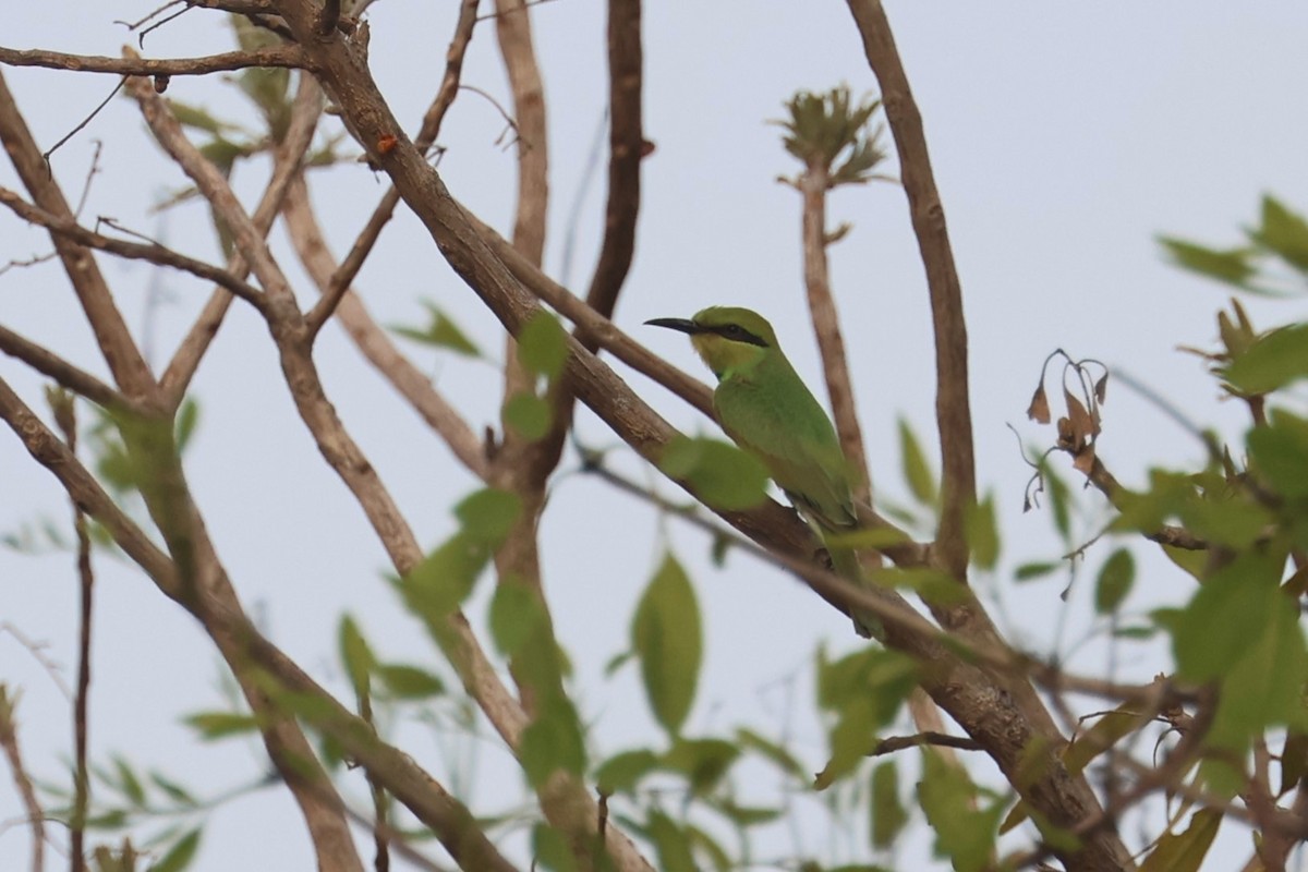 African Green Bee-eater - ML555869691
