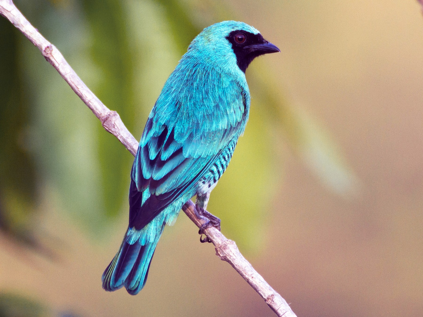 Swallow Tanager - eBird