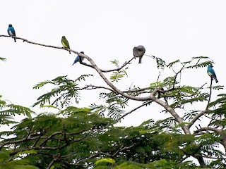 Porno 720 guruh jinsiy aloqa