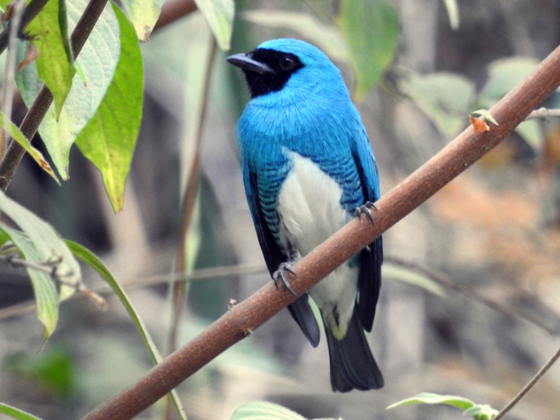 Swallow Tanager - eBird
