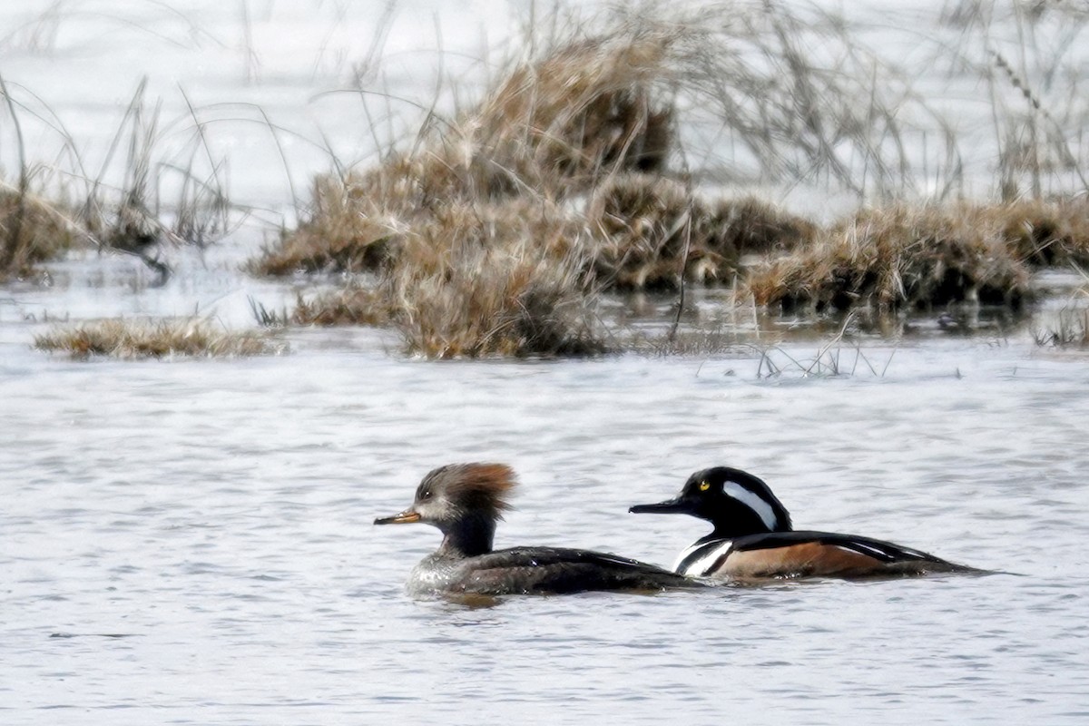 eBird Checklist 8 Apr 2023 215th Street, Brookings, South Dakota