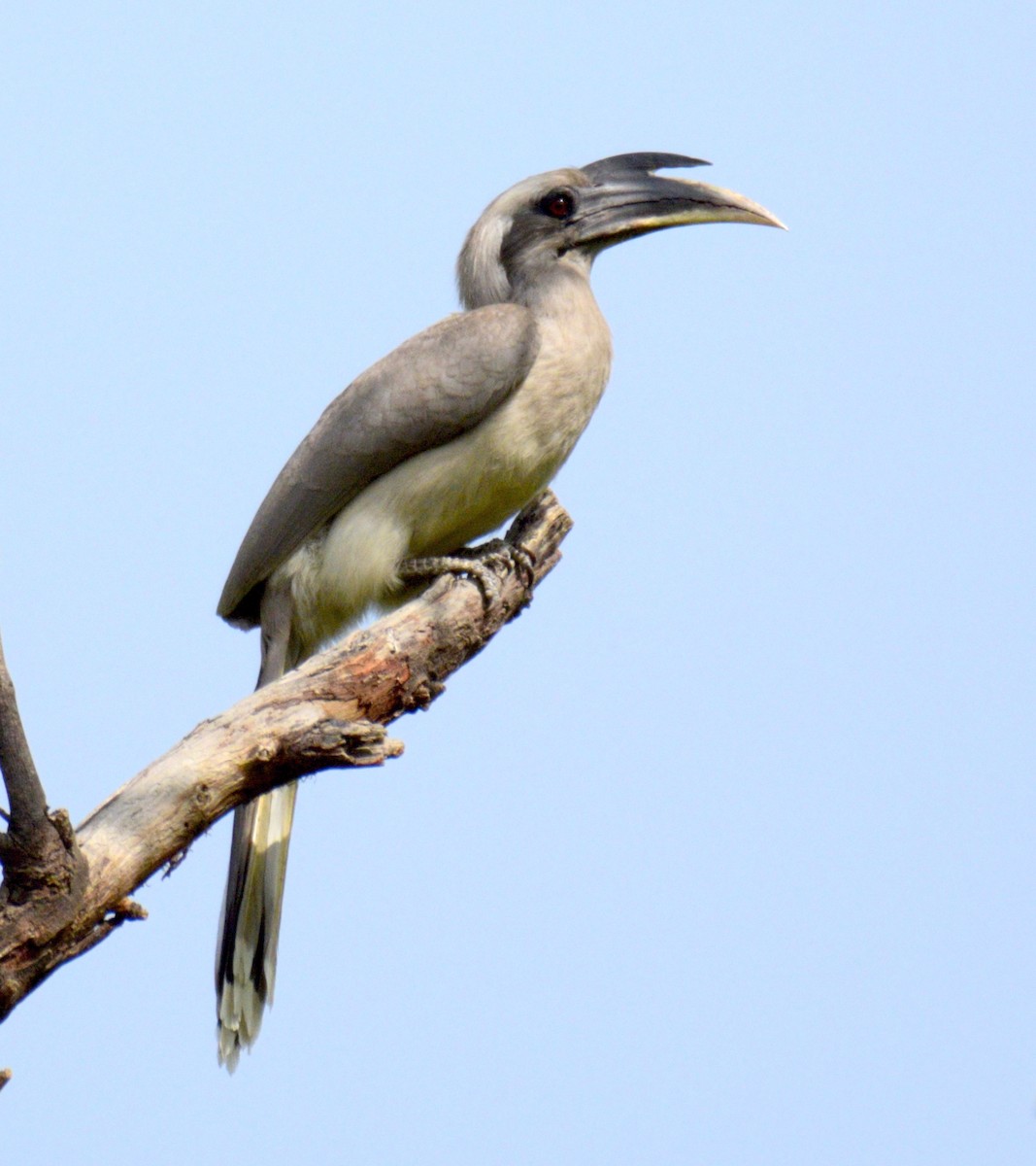 Indian Gray Hornbill - ML555876171