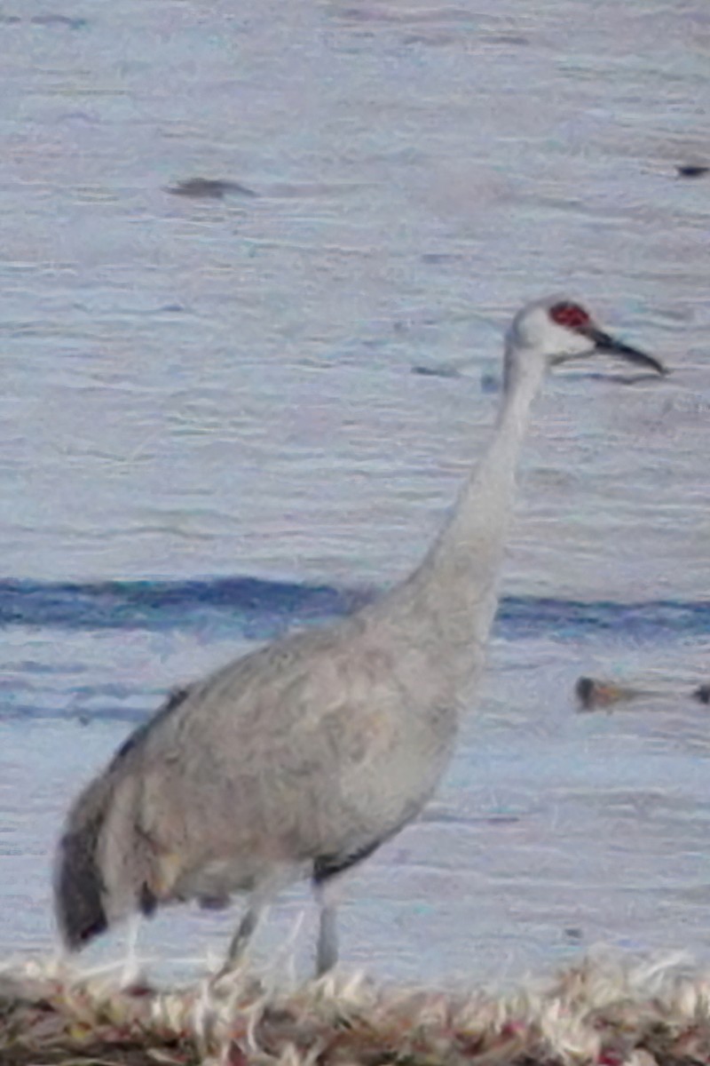 eBird Checklist 8 Apr 2023 20513 462nd Avenue, Bruce, South Dakota