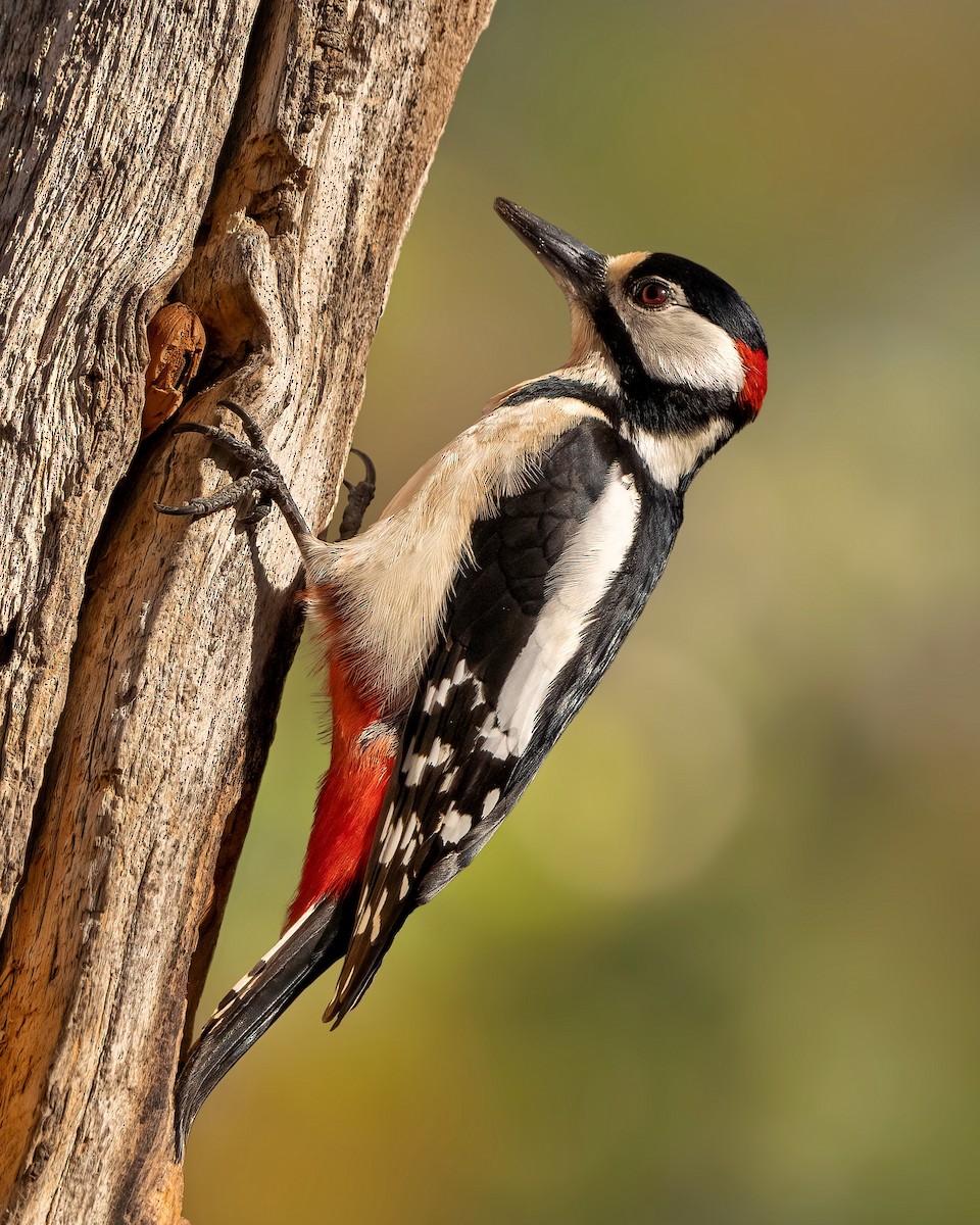 Great Spotted Woodpecker - ML555880021