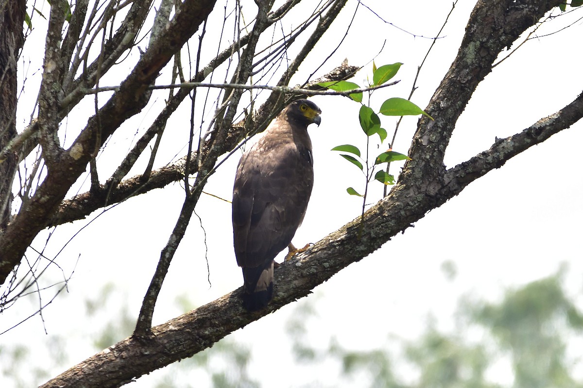 Crested Serpent-Eagle - ML555883681