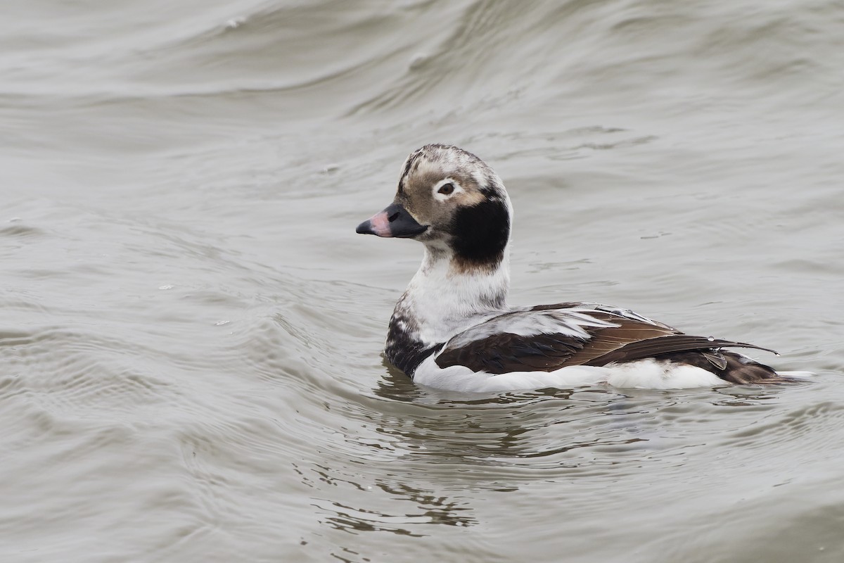 Long-tailed Duck - ML555886501