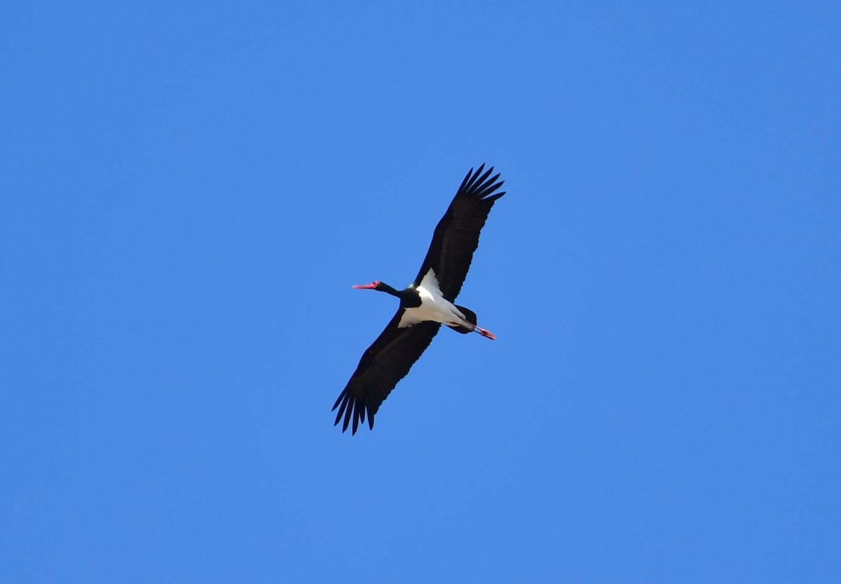 Black Stork - ML555887501