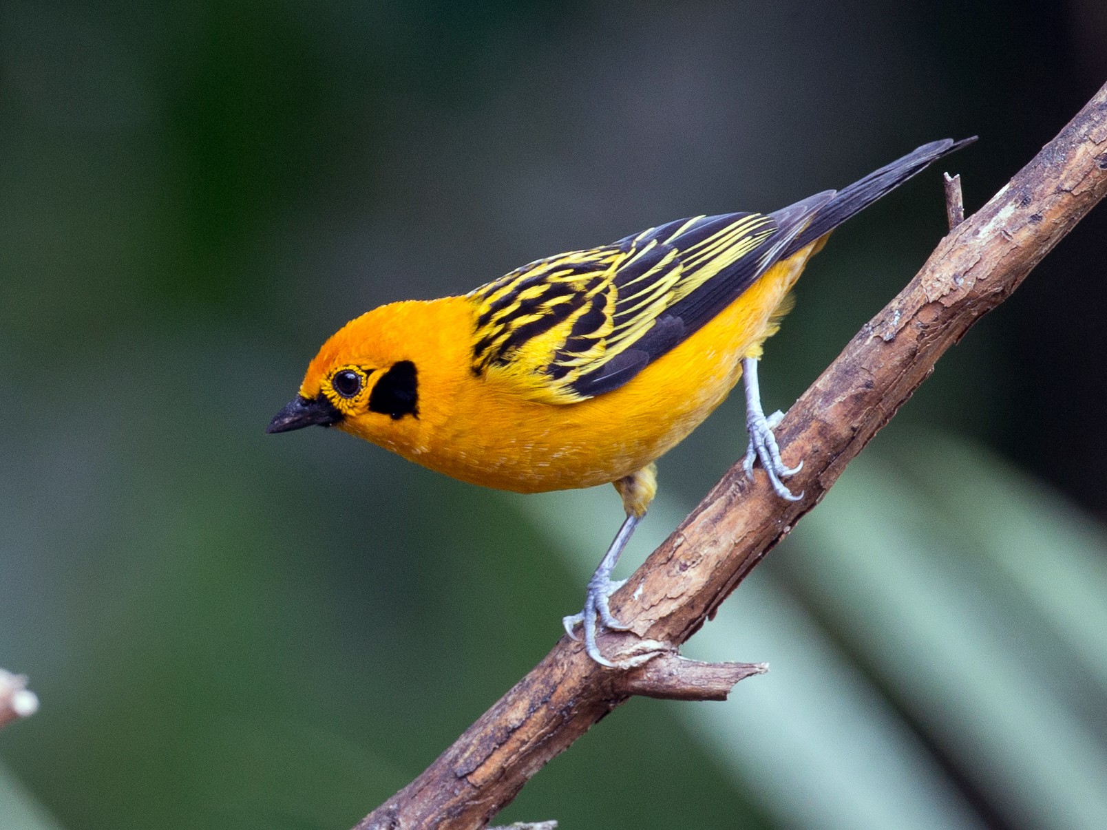 Golden Tanager - Chris Wood