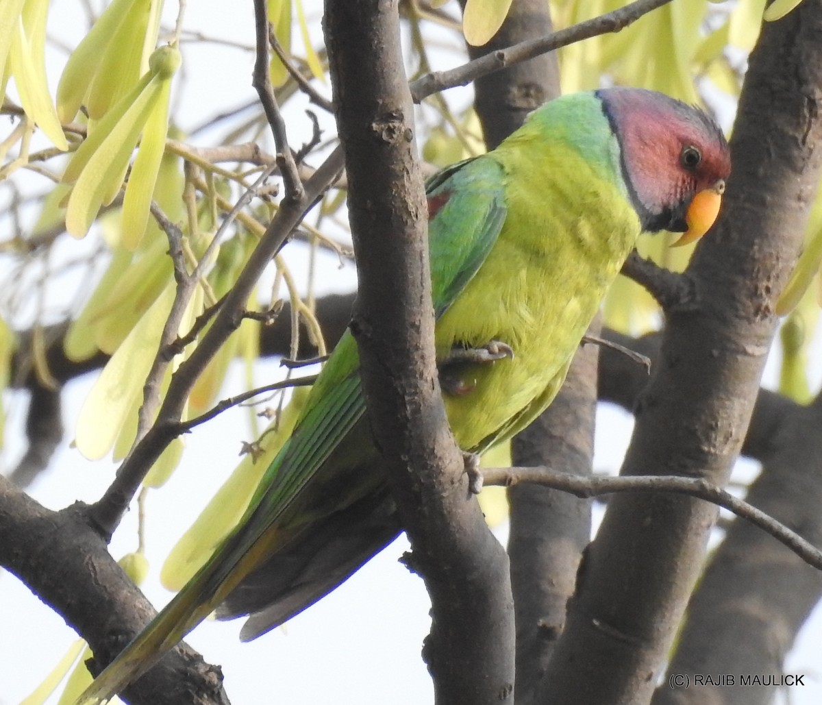 Plum-headed Parakeet - Rajib Maulick