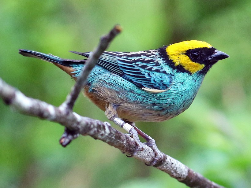 Saffron-crowned Tanager - Maurice Raymond