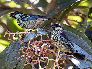 Ular mushukni tikib, meni eshakda sikishdi.