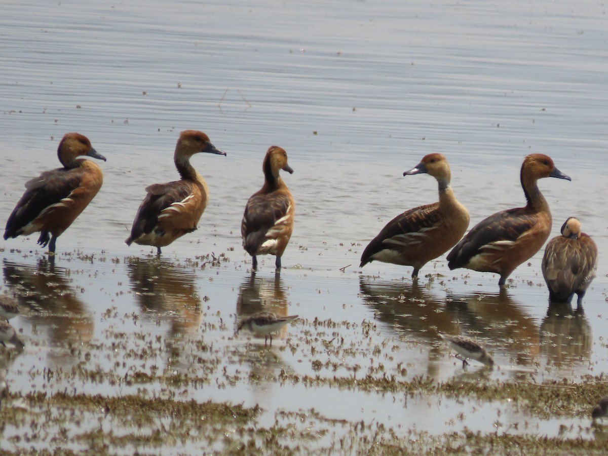 Fulvous Whistling-Duck - ML555902521