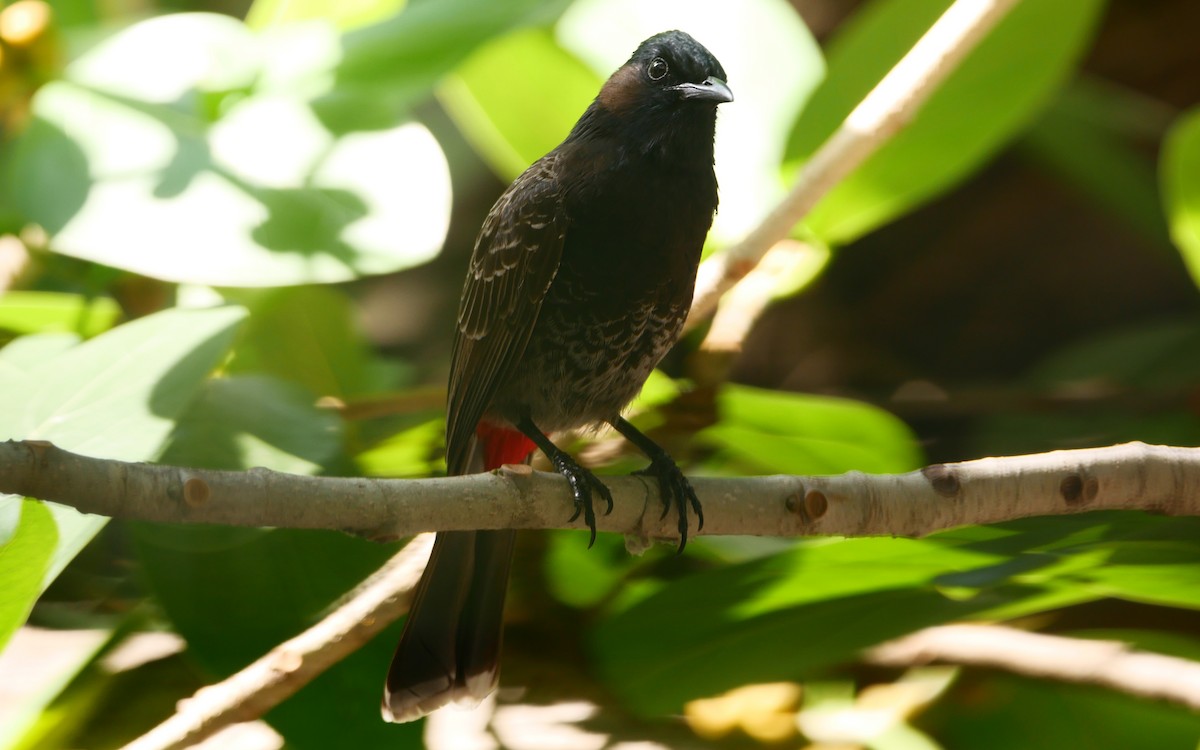 Red-vented Bulbul - ML555906641