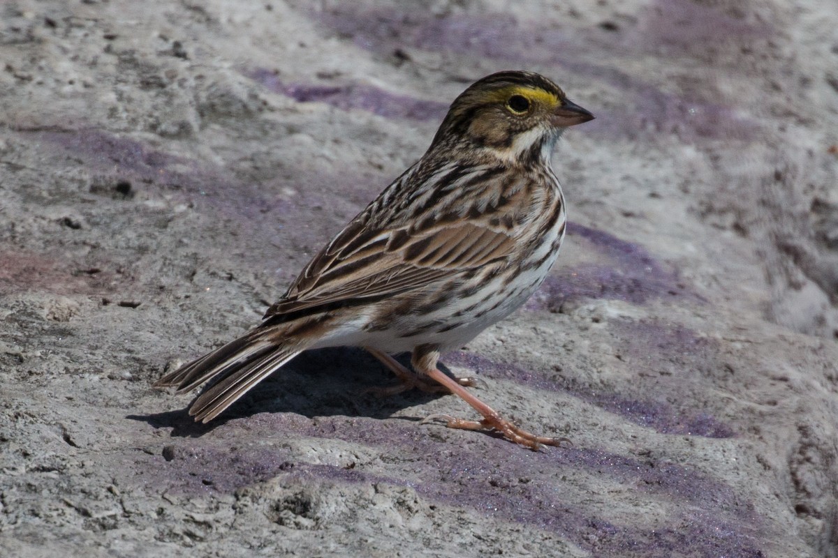 Savannah Sparrow - ML55591101