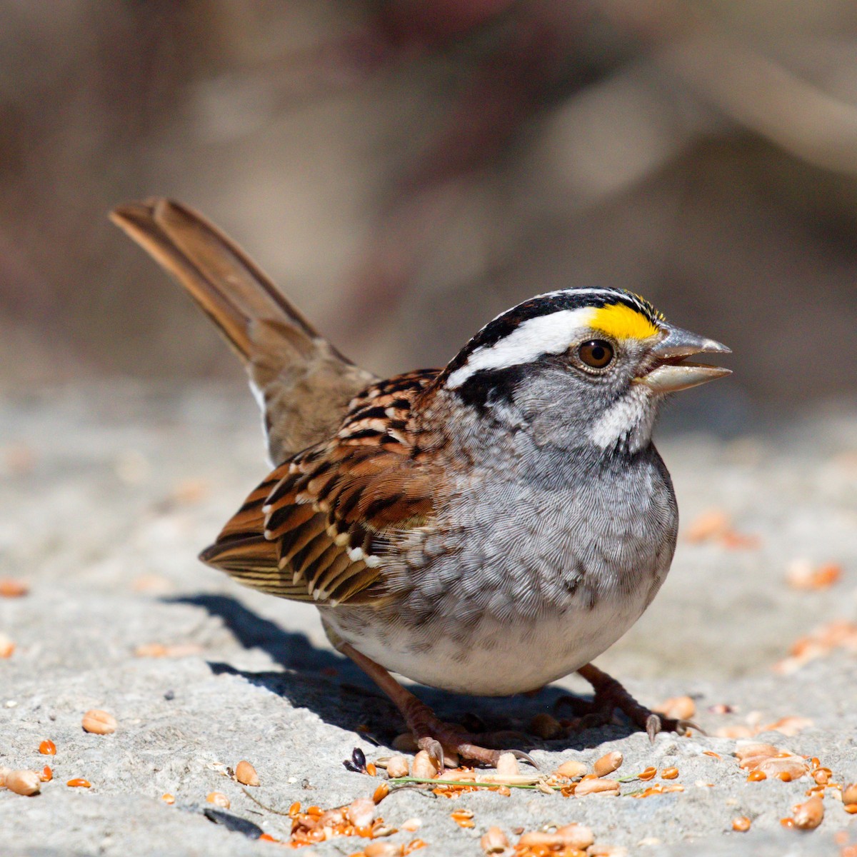 White-throated Sparrow - ML55591121