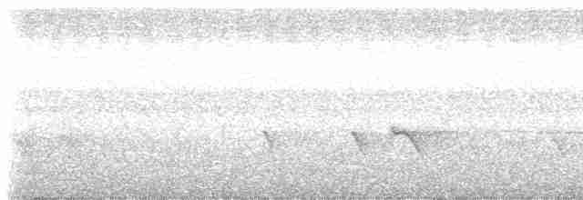 Pied Shrike-Babbler - ML555913041