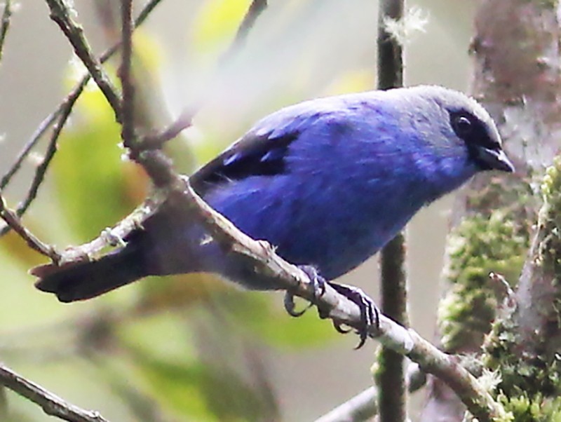 Blue-and-black Tanager - eBird