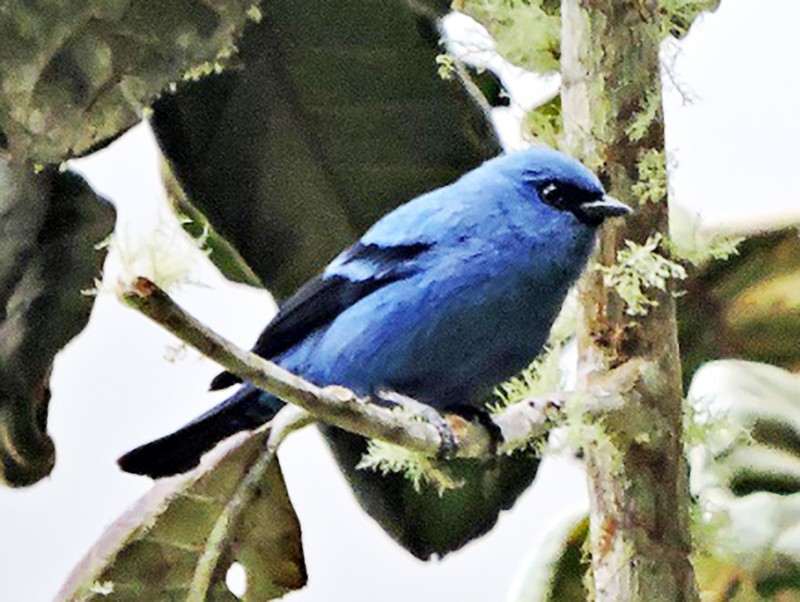 Blue-and-black Tanager - felipe espinosa