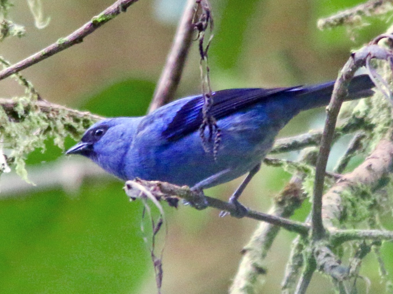 Blue-and-black Tanager - Gustino Lanese